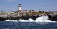lighthouse_island_seal_machias_h_2224_can1342.jpg